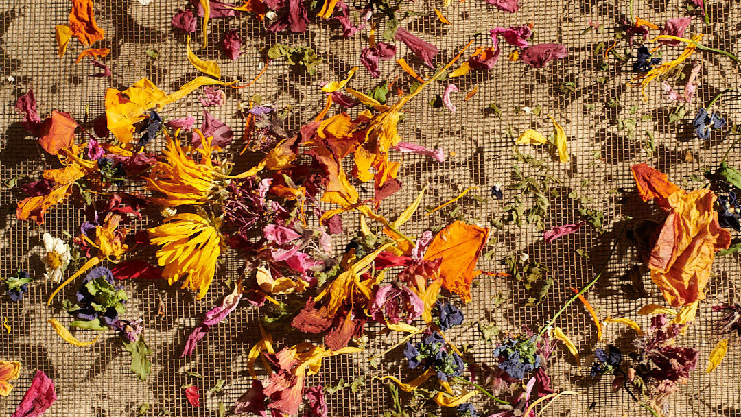 Unveiling the Healing Power of Edible Flowers