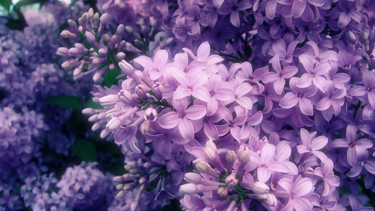 Get to know Edible Lilac