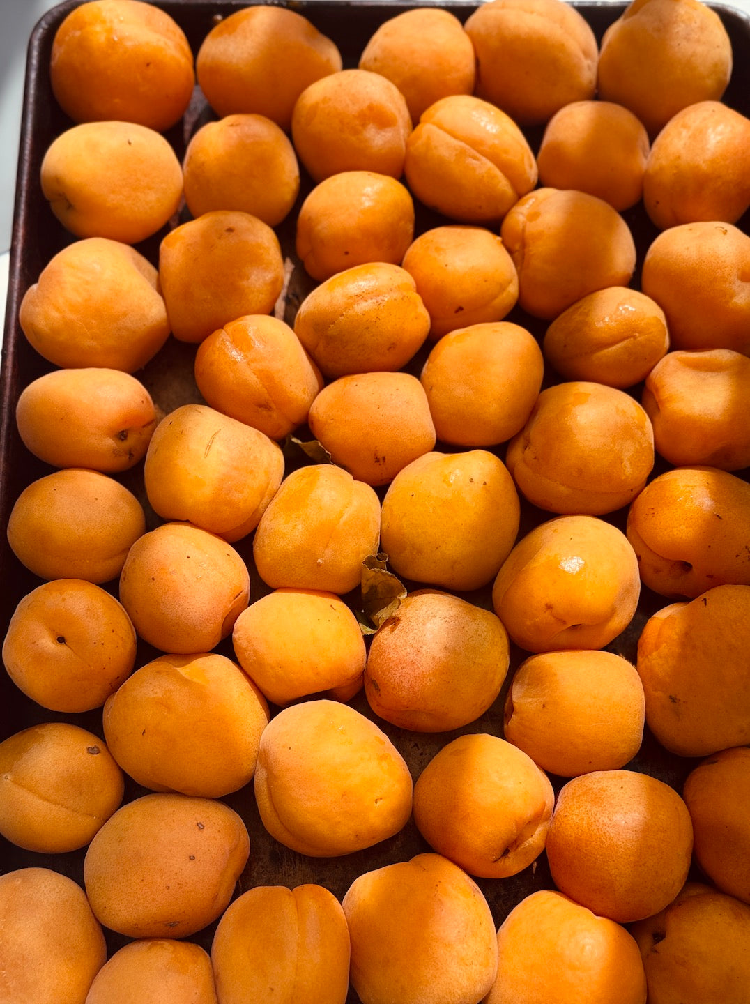 Elderflower Apricot Jam