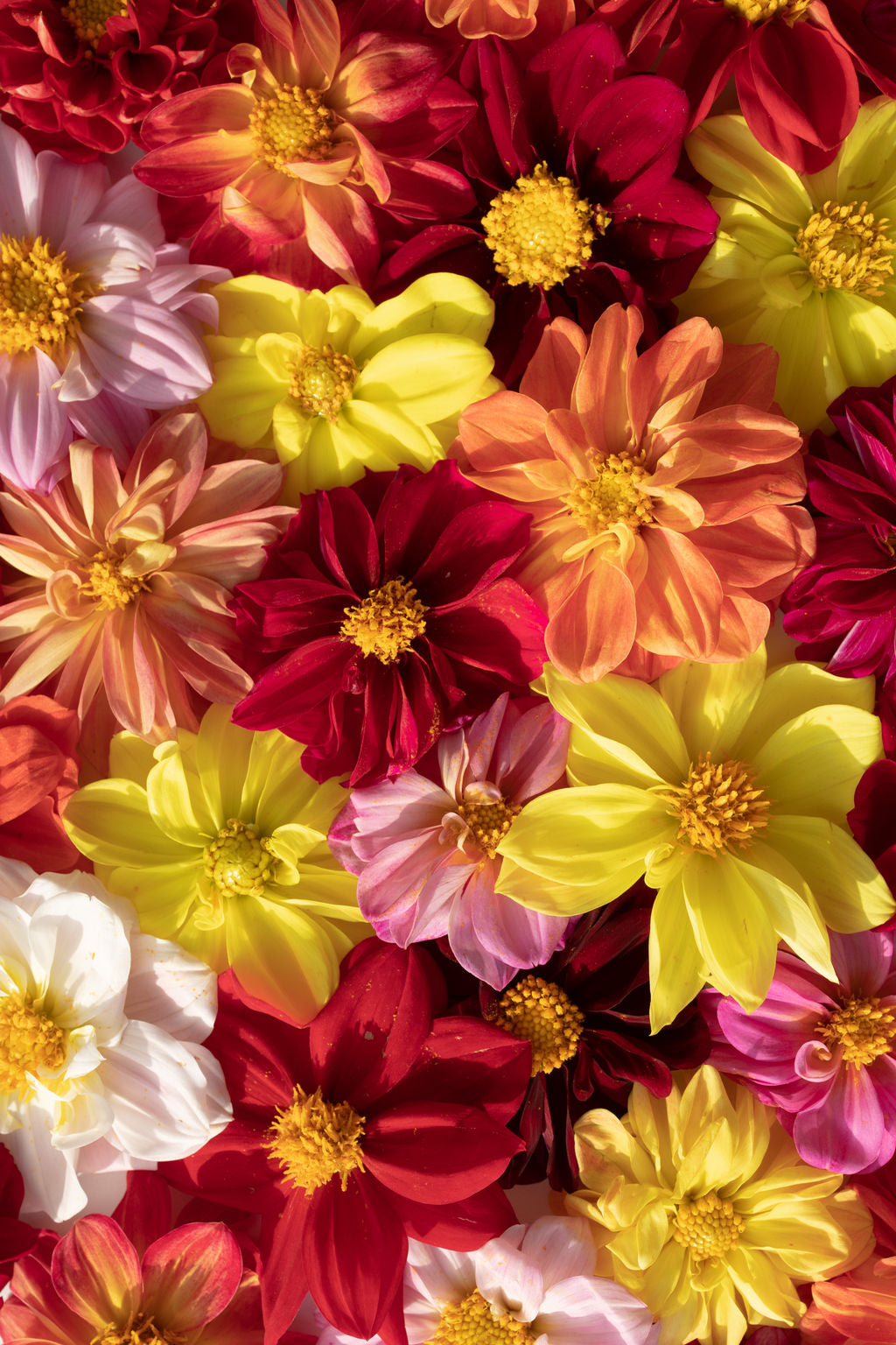 Loria's Edible Flower Guide (Downloadable PDF)