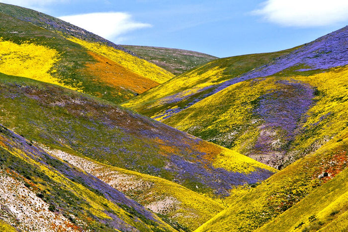 Swoon for the Super Bloom