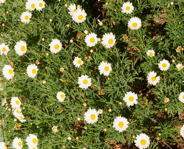 Darling Daisies
