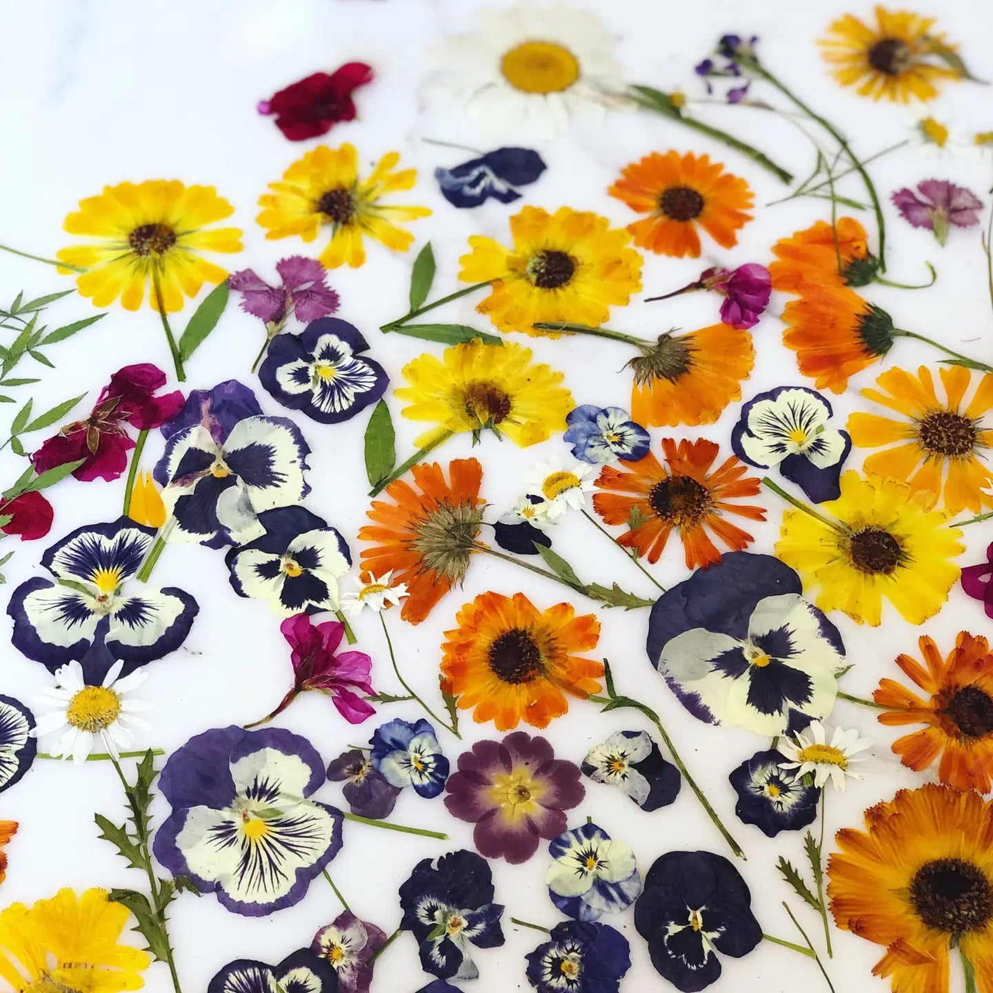 Unveiling the Healing Power of Edible Flowers