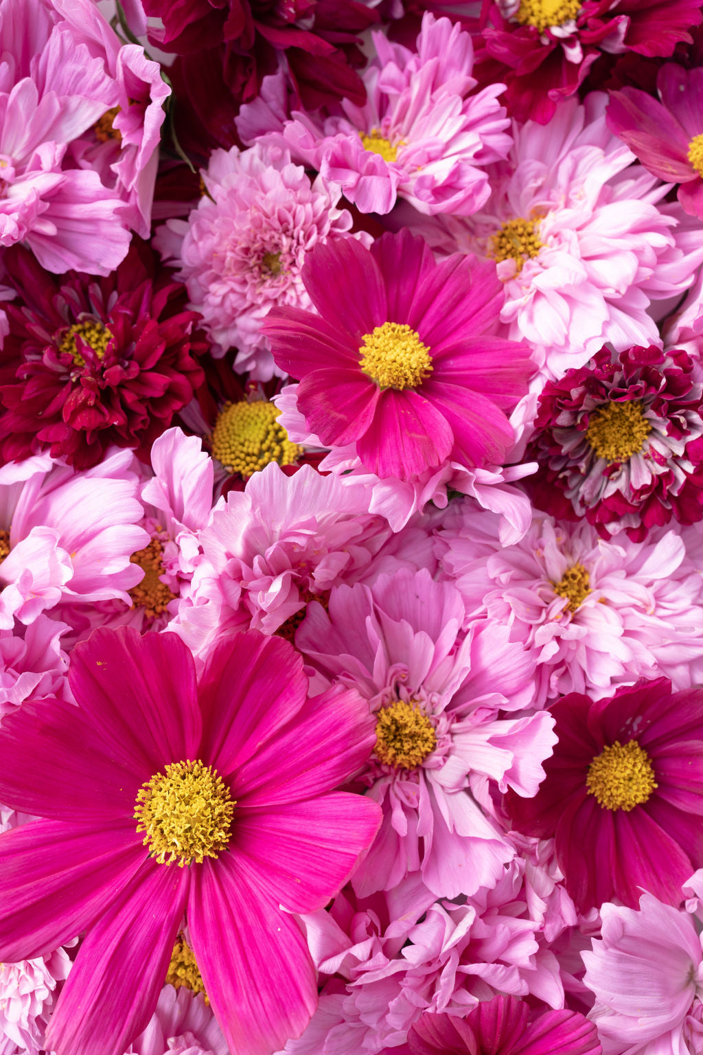 Loria's Edible Flower Guide (Downloadable PDF)