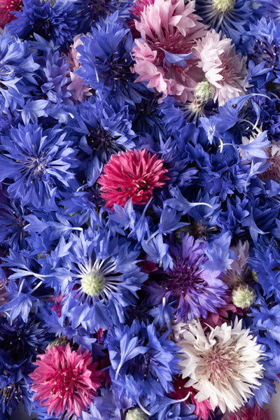 Loria's Edible Flower Guide (Downloadable PDF)