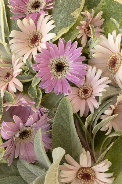 Loria's Edible Flower Guide (Downloadable PDF)