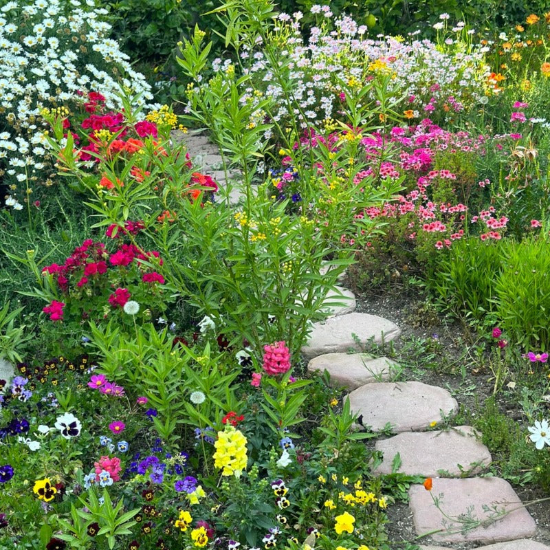 Edible Flower Seed Mix 1 pack Eat Your Flowers by Loria