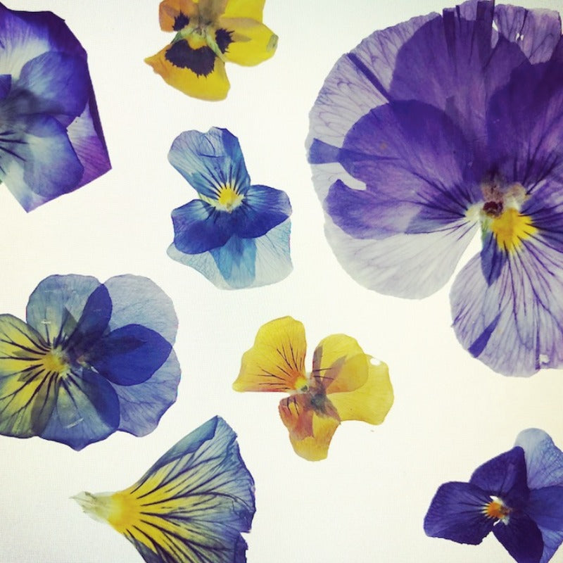 Online Cooking Class- Edible Pressed Flowers